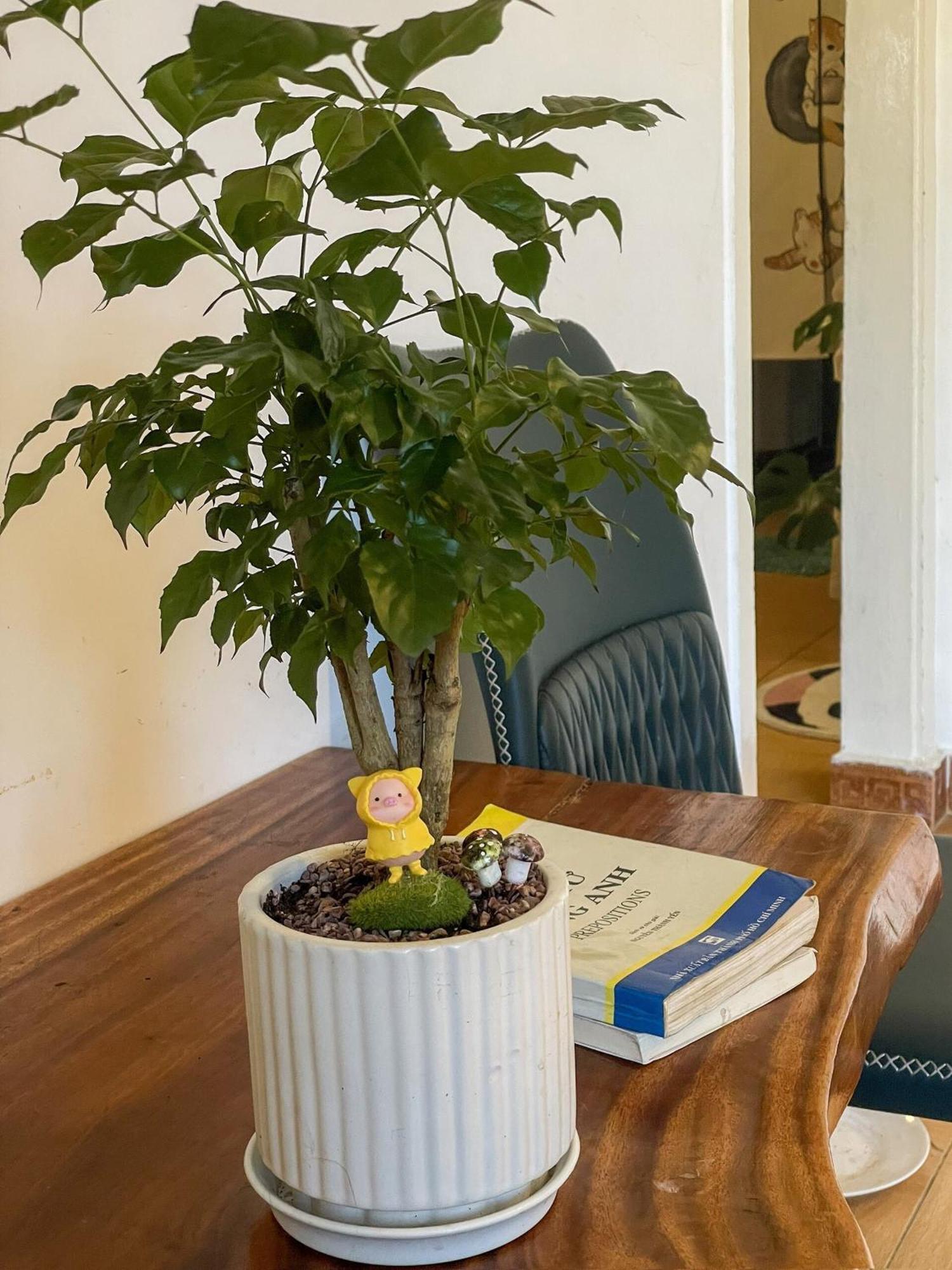 Hat De Homestay 달랏 외부 사진
